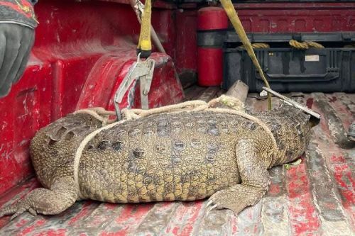 Video: Capturan a cocodrilo de 1.5 metros en calles de Cuautitlán Izcalli